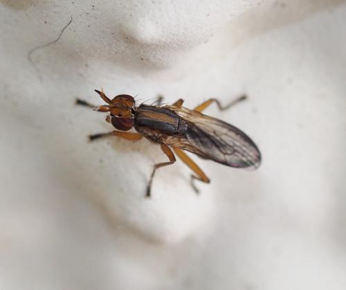 Limnia sp.